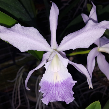 LAELIOCATTLEYA CANHAMIANA COERULEA X CATTLEYA WALKERIANA COERULEA (LAELIOCATTLEYA EGERIA)