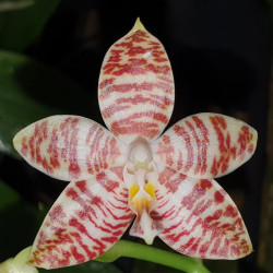 PHALAENOPSIS AMBOINENSIS