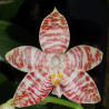 PHALAENOPSIS AMBOINENSIS
