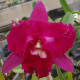 RHYNCHOLAELIOCATTLEYA BLACK CAT