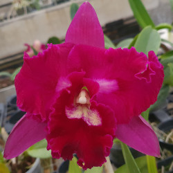 RHYNCHOLAELIOCATTLEYA BLACK CAT