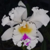 RHYNCHOLAELIOCATTLEYA LIOU HOPE