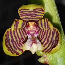 TRICHOGLOTIS WENZELII