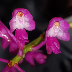 AERIDES JARKIANA