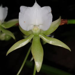 ANGRAECUM EBURNEUM VAR XEROPHYLLUM