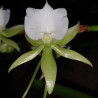ANGRAECUM EBURNEUM VAR XEROPHYLLUM