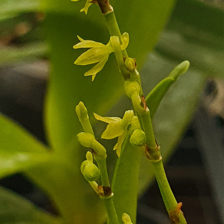 ANGRAECUM PATENS