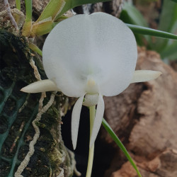 ANGRAECUM PSEUDOFILICORNU