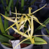 BRASSAVOLA LITTLE STAR