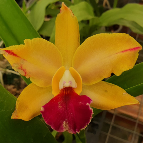 BRASSOLAELIOCATTLEYA CHINESE BRONZE JADE X LC NOBLE'S ORNAMENT