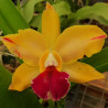 BRASSOLAELIOCATTLEYA CHINESE BRONZE JADE X LC NOBLE'S ORNAMENT