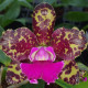 BRASSOLAELIOCATTLEYA YUAN DONG PHYTON