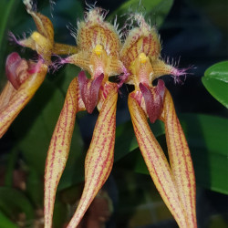 BULBOPHYLLUM ANANDALII X LONGIFOLIUM