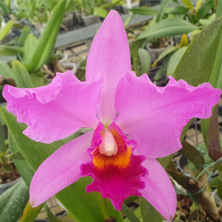 CATTLEYA NOBILE'S CORONATION X LAKE CASITAS