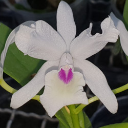 CATTLEYA SKINNERII VAR OCULATA