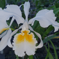 CATTLEYA TEMOS ALBA