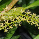 DENDROCHILUM PALLIDIFLAVESCENS