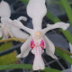 HOLCOGLOSSUM LINGUATUM X VANDA JANNAE