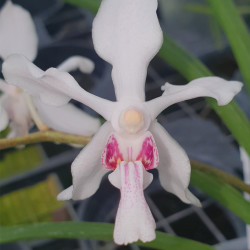HOLCOGLOSSUM LINGUATUM X VANDA JANNAE