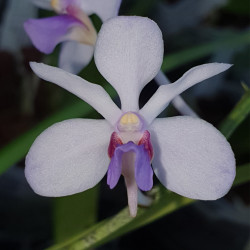 HOLCOGLOSSUM RUPESTRE X VANDA COERULESCENS