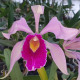 LAELIA PURPURATA A C O X CATTLEYA WHITEY COERULEA