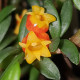 MEDIOCALCAR PYGMEUM