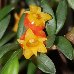 MEDIOCALCAR PYGMEUM