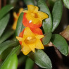 MEDIOCALCAR PYGMEUM