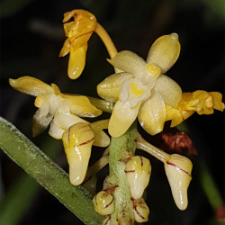 MICROPERA APICULATA