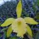 RHYNCHOLAELIA ARISTOCRAT RL DIGBYANA X RL GLAUCA