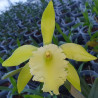 RHYNCHOLAELIA ARISTOCRAT RL DIGBYANA X RL GLAUCA