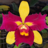 RHYNCHOLAELIOCATTLEYA CHUNFONG QUEEN