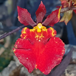 TOLUMNIA FLYER RED SPREAD