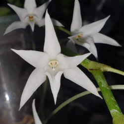 AERANGIS ARTICULATA