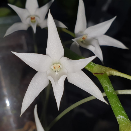 AERANGIS ARTICULATA