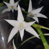 AERANGIS ARTICULATA