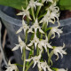 CYRTORCHIS PRAETERMISSA