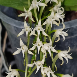 CYRTORCHIS PRAETERMISSA
