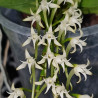 CYRTORCHIS PRAETERMISSA