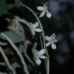 AERANGIS SOMALENSIS