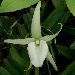 ANGRAECUM BICALLOSUM