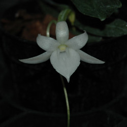ANGRAECUM EQUITANS