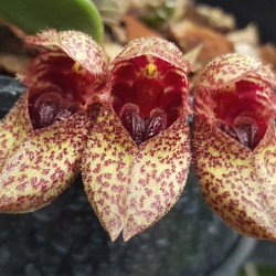 BULBOPHYLLUM FROSTII