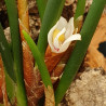 CERATOSTYLIS HETEROPHYLLA