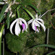 LEPTOTES BOHNKIANA
