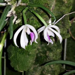 LEPTOTES BOHNKIANA