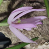 LEPTOTES UNICOLOR