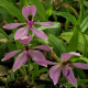 ANCISTROCHILUS ROTHSCHILDIANUM