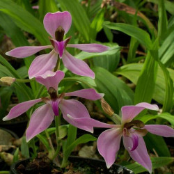 ANCISTROCHILUS ROTHSCHILDIANUM
