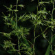 ANGRAECUM CALCEOLUS